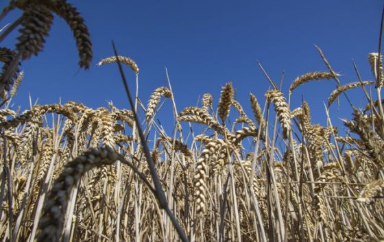 minagro pro skandal iz zernom na kordoni ne maye nichogo spilnogo z mirnimi protestami 91f0ae0 scaled China Way