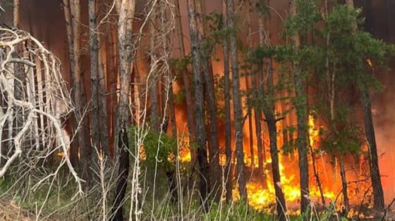 На Харьковщине горят почти 4 тысячи гектаров леса 6 na harkovshhine gorjat pochti 4 tysjachi gektarov lesa c802bba scaled China Way