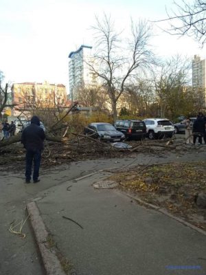 Последствия непогоды: в Киеве дерево убило женщину 3 Последствия непогоды: в Киеве дерево убило женщину