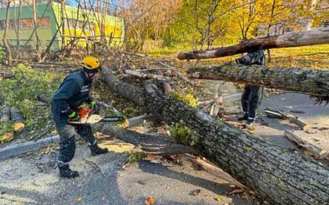 Сильный ветер повалил десятки деревьев в Киеве 