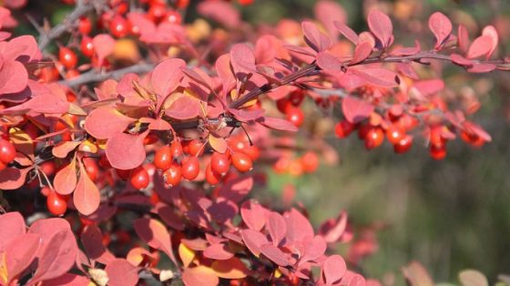 v subbotu v ukraine bez osadkov v voskresene na zapade projdut dozhdi f309f46 scaled China Way