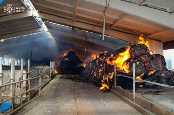 На Харьковщине РФ ударила по сельхозпредприятию: ранен мужчина, погибли коровы 