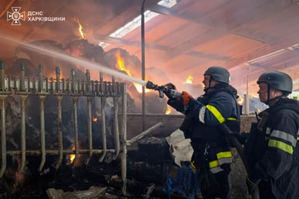 На Харьковщине РФ ударила по сельхозпредприятию: ранен мужчина, погибли коровы 