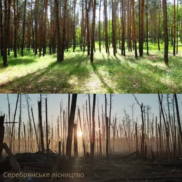 Знищили третину лісового фонду. Луганська ОВА розповіла про збитки від росіян