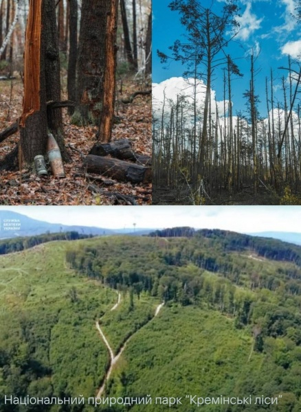 Знищили третину лісового фонду. Луганська ОВА розповіла про збитки від росіян