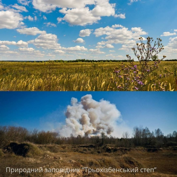 Знищили третину лісового фонду. Луганська ОВА розповіла про збитки від росіян